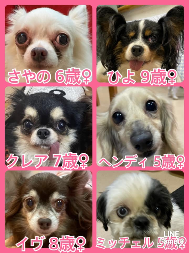 🐾今日の里親様募集中ワンコ🐶メンバーです🐾2021,3,20